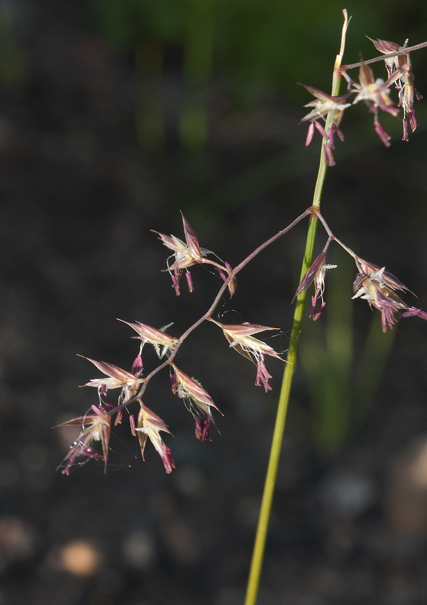 Изображение особи Festuca rubra.