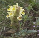 Scutellaria polyodon