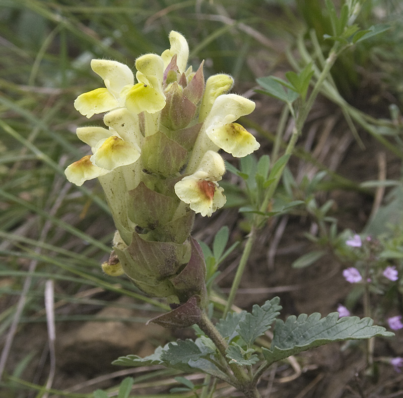 Изображение особи Scutellaria polyodon.