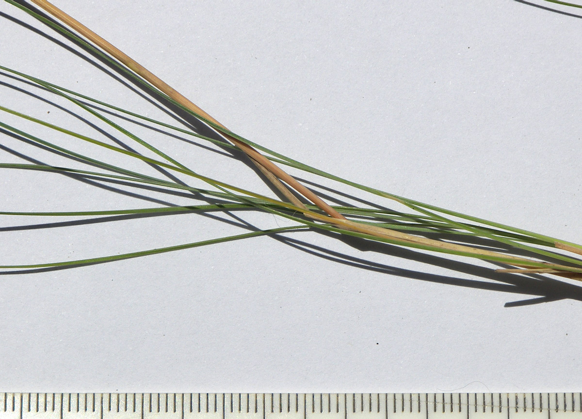 Image of Festuca valesiaca specimen.