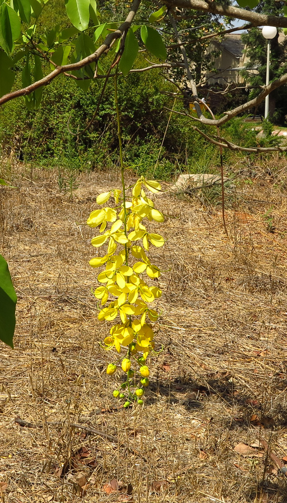 Изображение особи Cassia fistula.