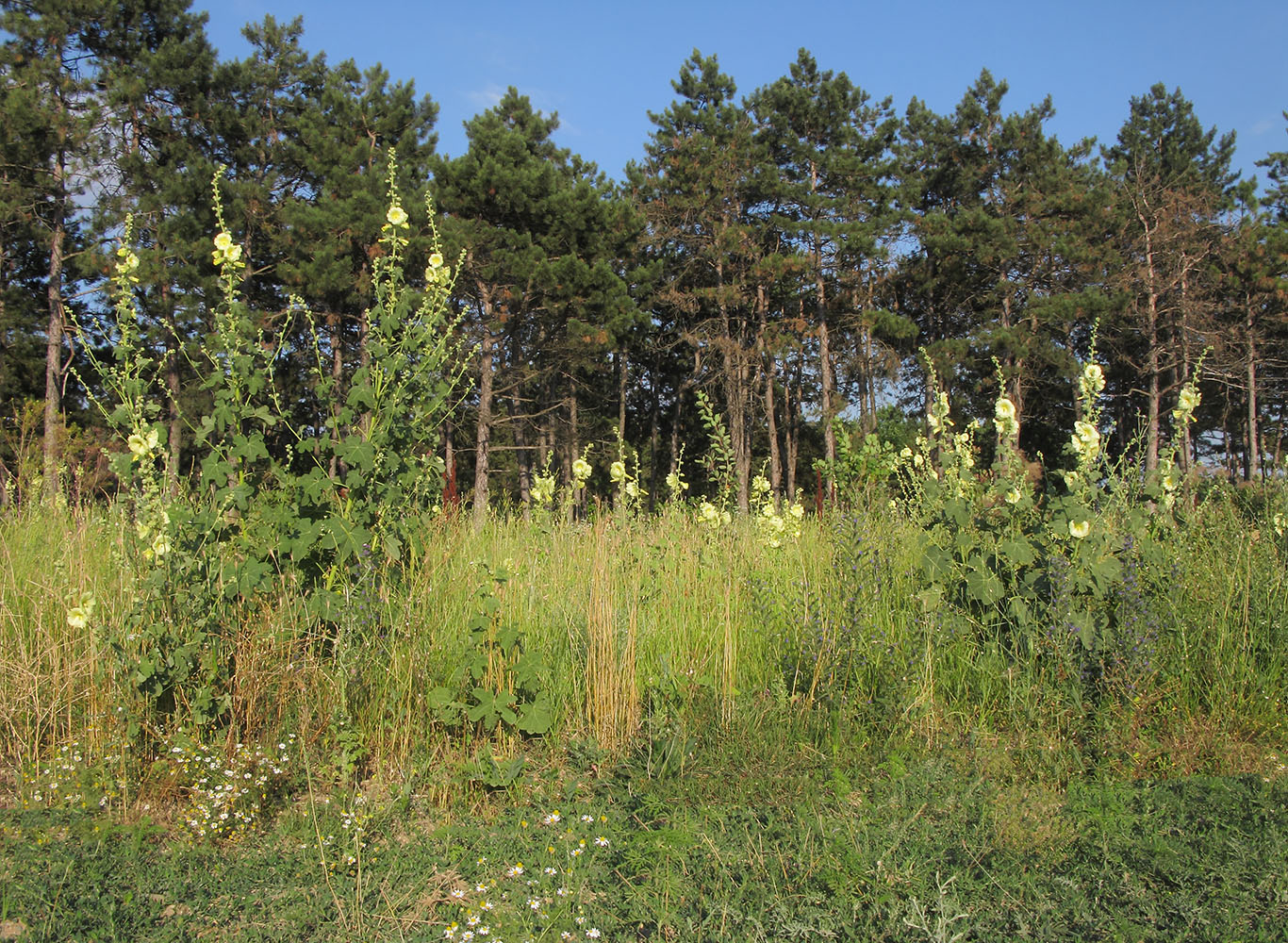 Image of Alcea rugosa specimen.