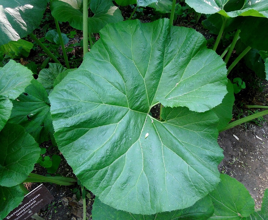 Image of Petasites amplus specimen.