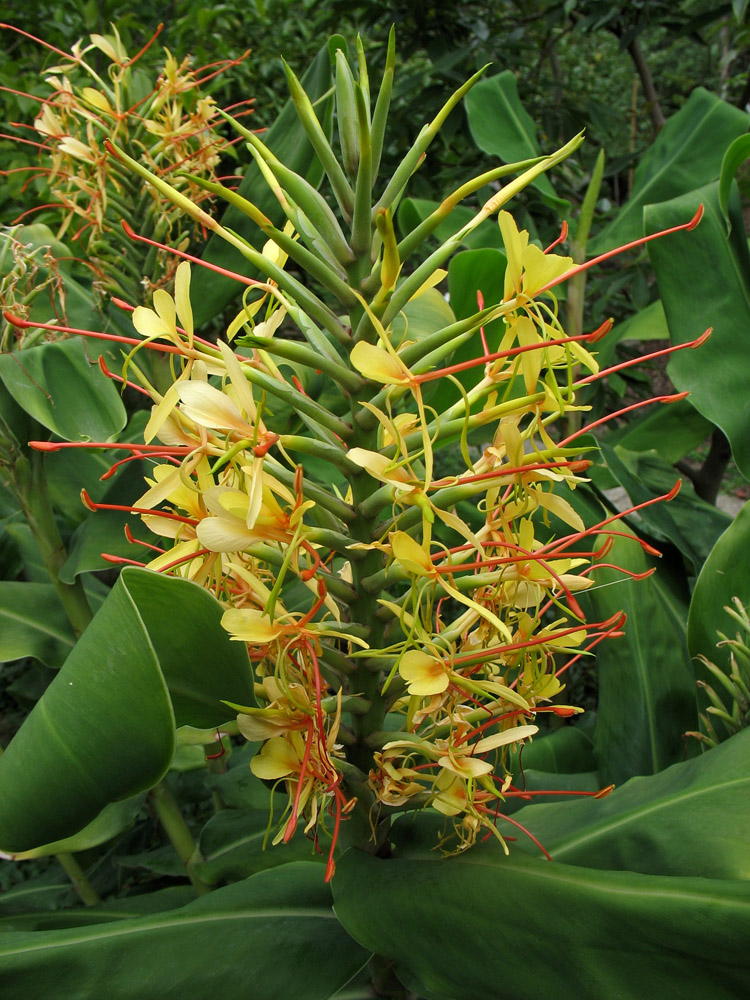 Image of Hedychium gardnerianum specimen.