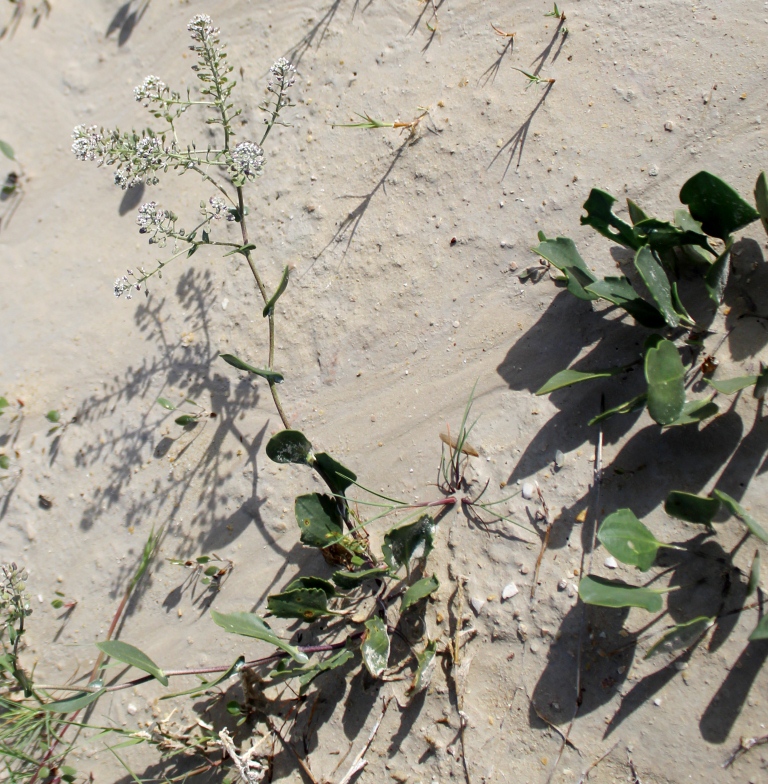 Изображение особи Lepidium cartilagineum.