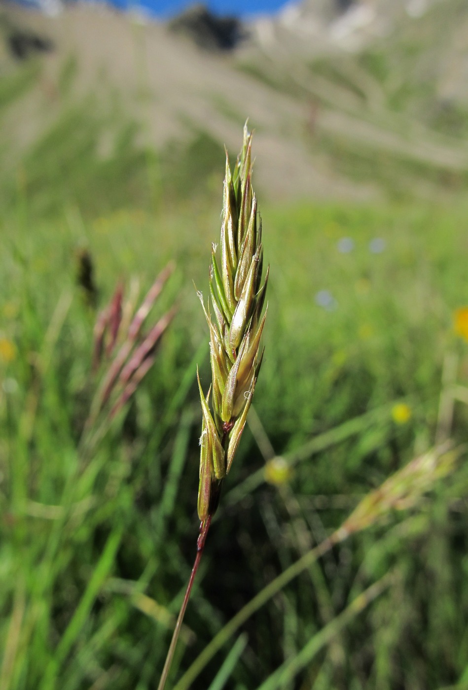 Изображение особи Anthoxanthum alpinum.