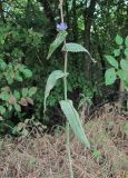 Cichorium intybus