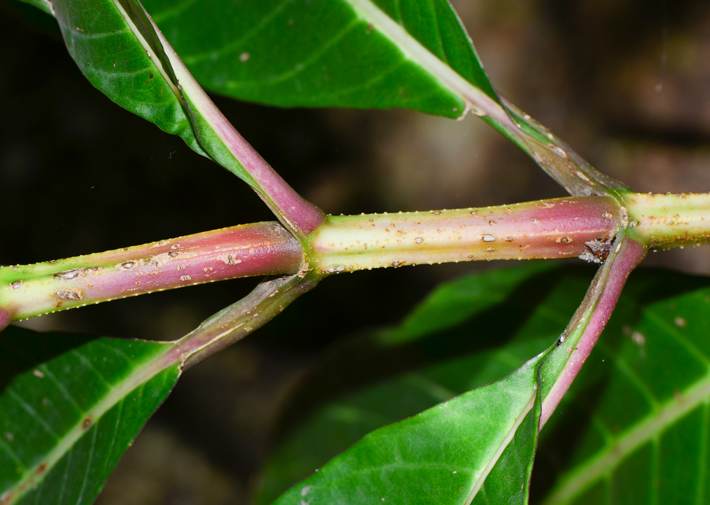 Изображение особи Sanchezia speciosa.