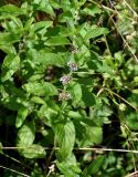 Mentha arvensis