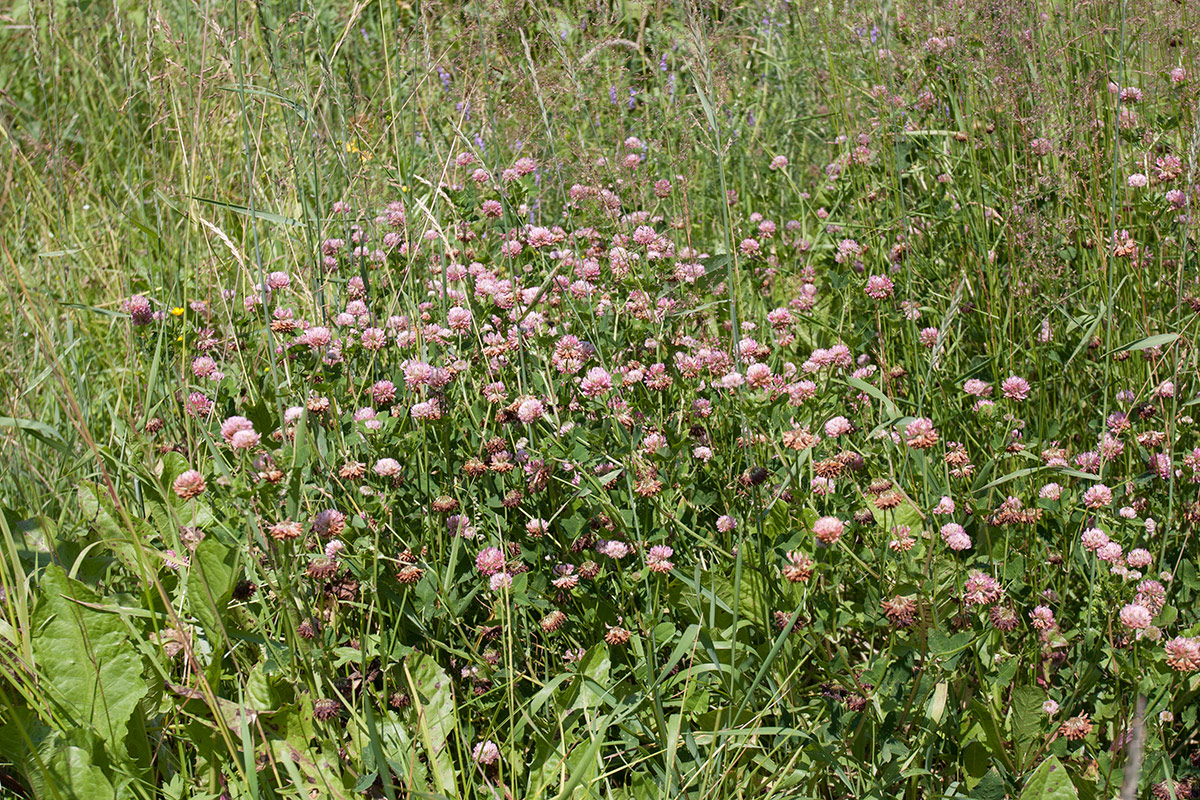 Изображение особи Trifolium hybridum.