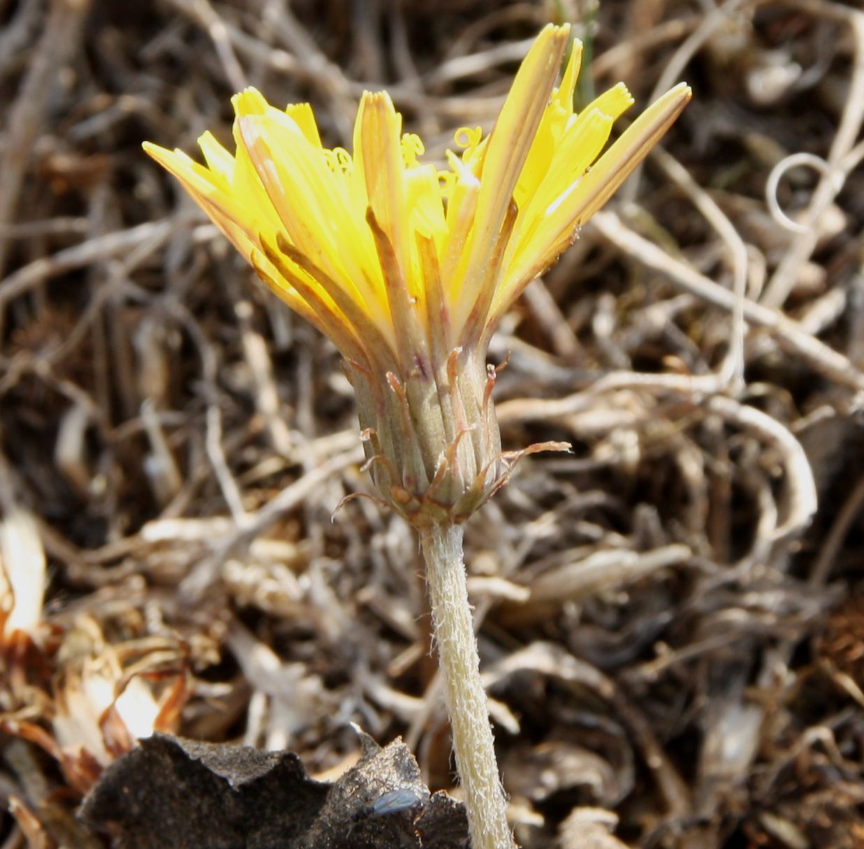 Image of Taraxacum serotinum specimen.