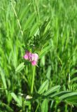 Vicia angustifolia