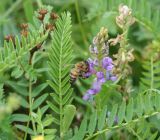 Oxytropis glabra