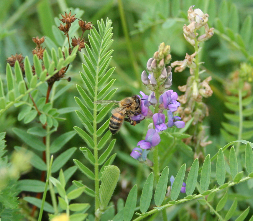 Изображение особи Oxytropis glabra.