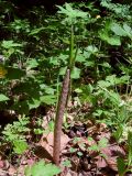 Arisaema peninsulae