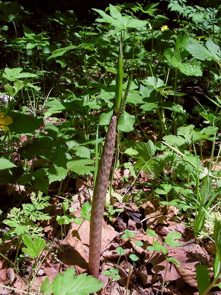 Изображение особи Arisaema peninsulae.