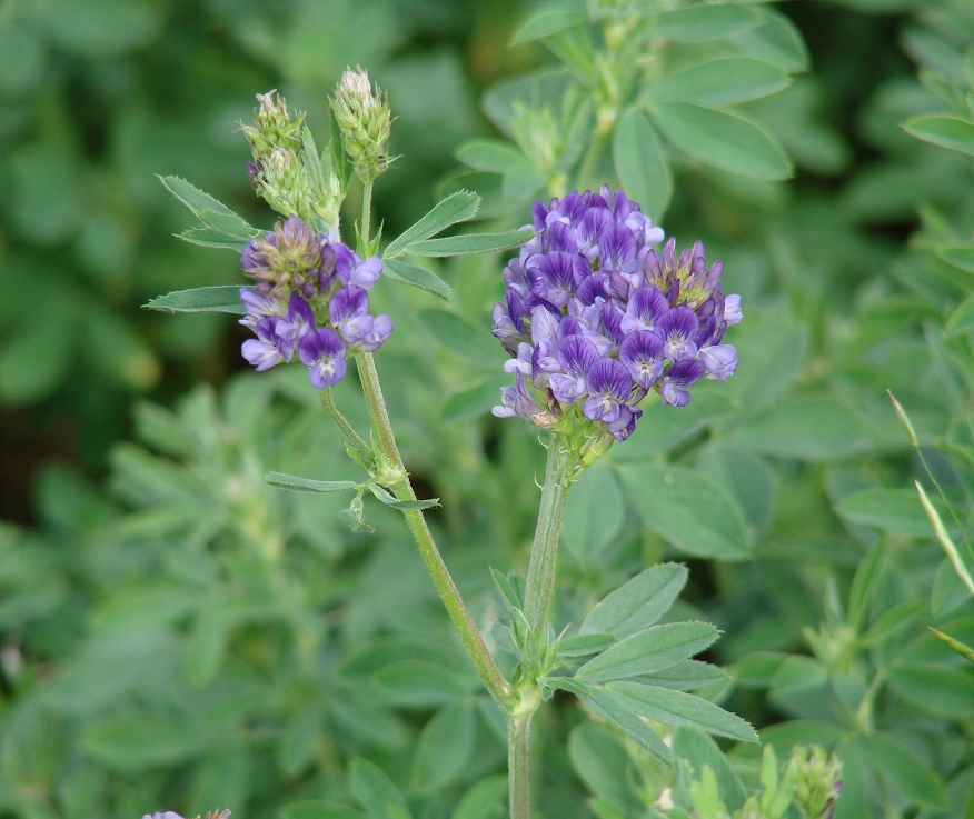 Изображение особи Medicago × varia.