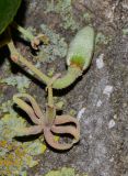 Luehea divaricata