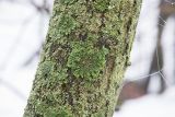 Physconia detersa