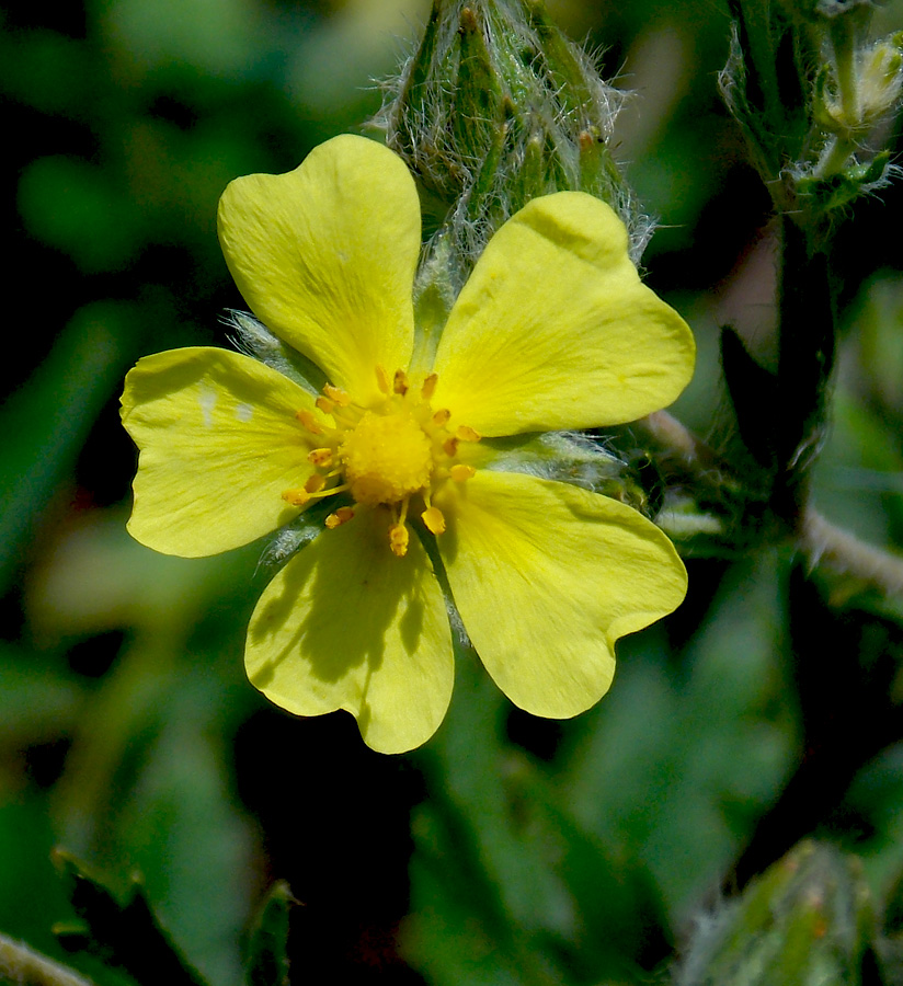 Изображение особи Potentilla recta.