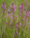 Polygala moldavica