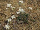 Draba ussuriensis