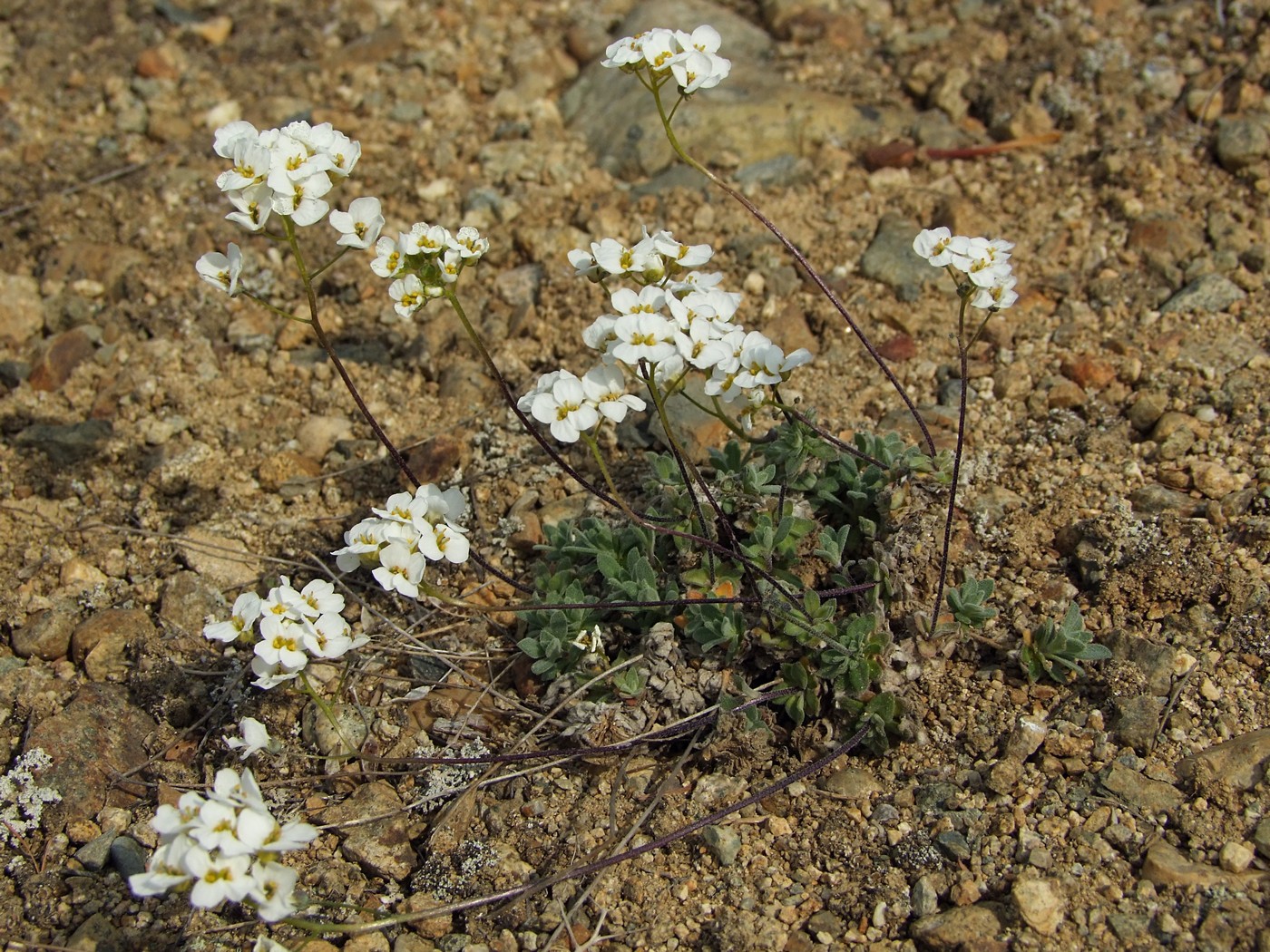 Изображение особи Draba ussuriensis.