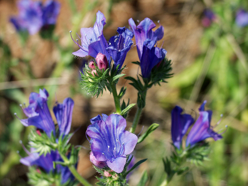 Image of Echium plantagineum specimen.