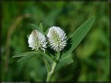 Trifolium montanum