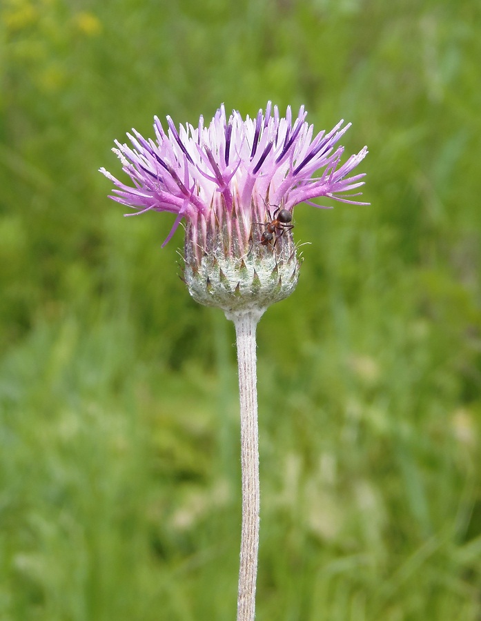 Image of Jurinea arachnoidea specimen.