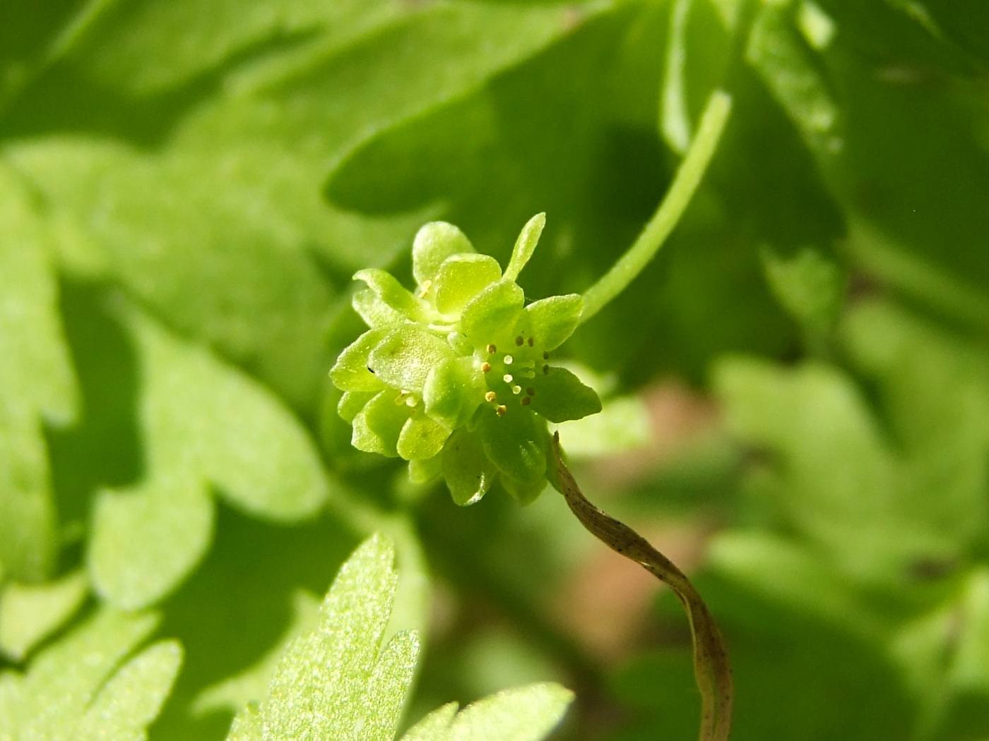 Изображение особи Adoxa moschatellina.