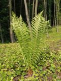 Dryopteris filix-mas. Взрослое растение. Украина, Тернопольская обл., Кременецкий р-н, окр. г. Почаева, лес возле Свято-Духовского скита, вырубка. 01.06.2015.