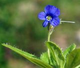 Veronica grandiflora. Верхушка растения с цветком. Камчатский край, Елизовский р-н, горный массив Вачкажец, горная тундра. 18.08.2016.