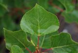 Populus nigra