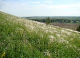 Stipa pennata. Плодоносящие растения. Пензенская обл., Лунинский р-н, окр. с. Белый Ключ, холм Чердак, луговая степь. 19 июня 2015 г.