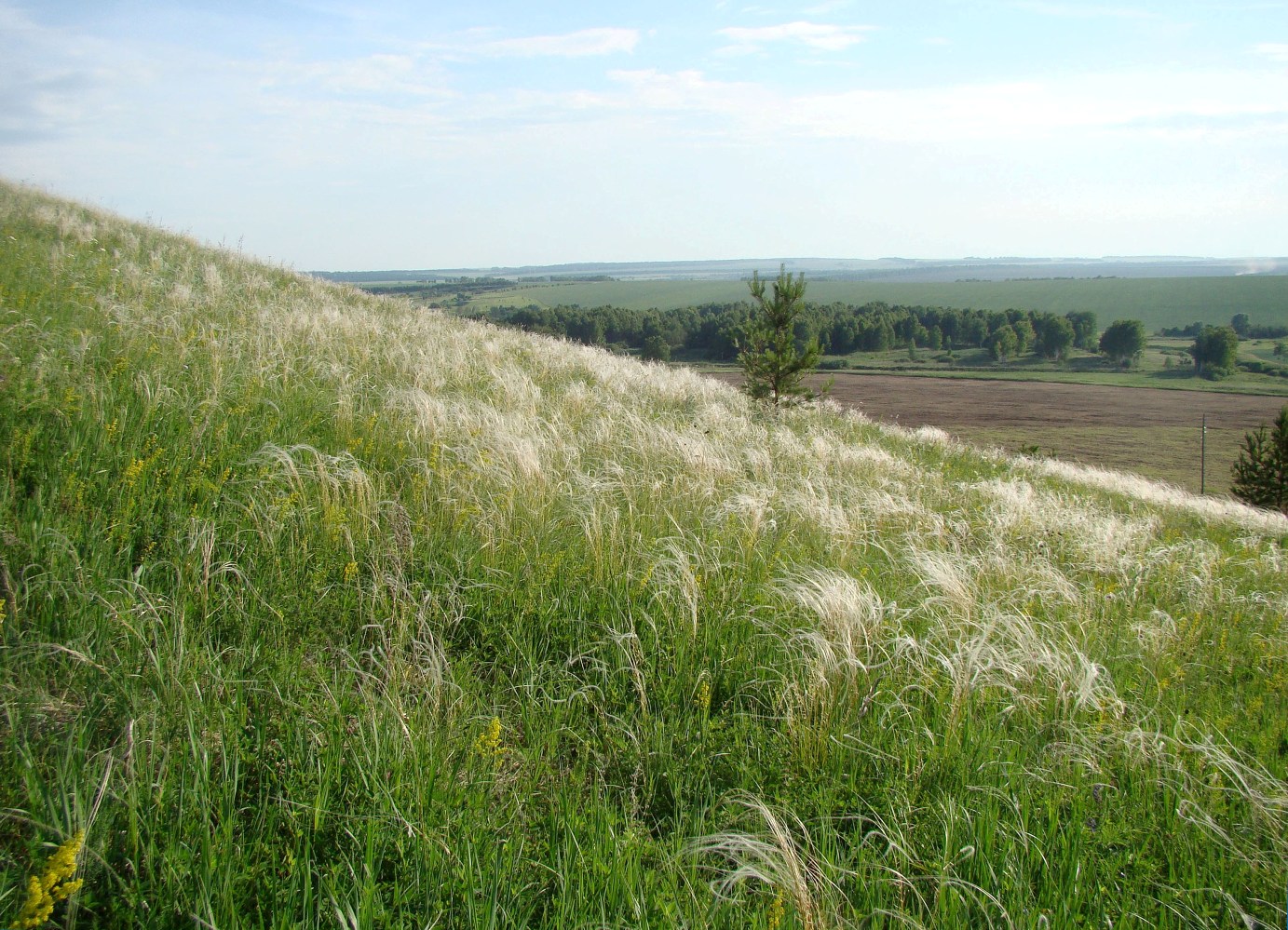 Изображение особи Stipa pennata.