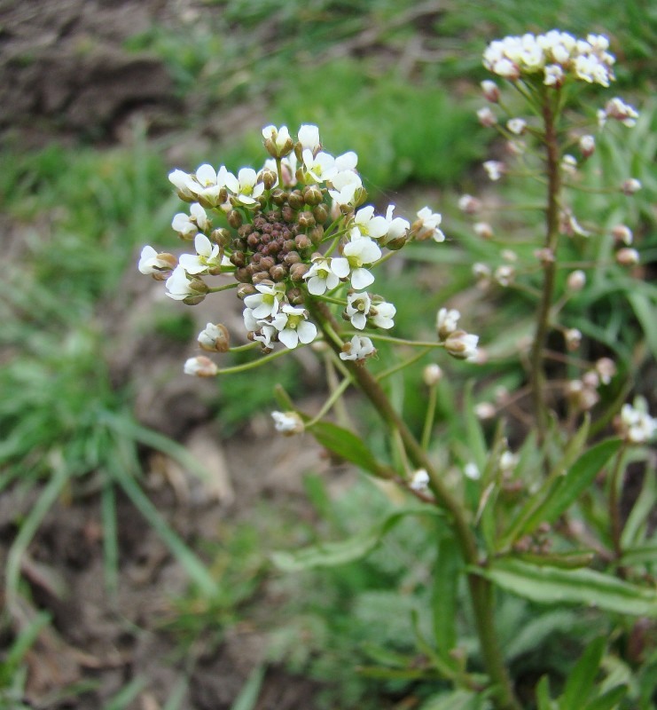 Изображение особи Capsella bursa-pastoris.