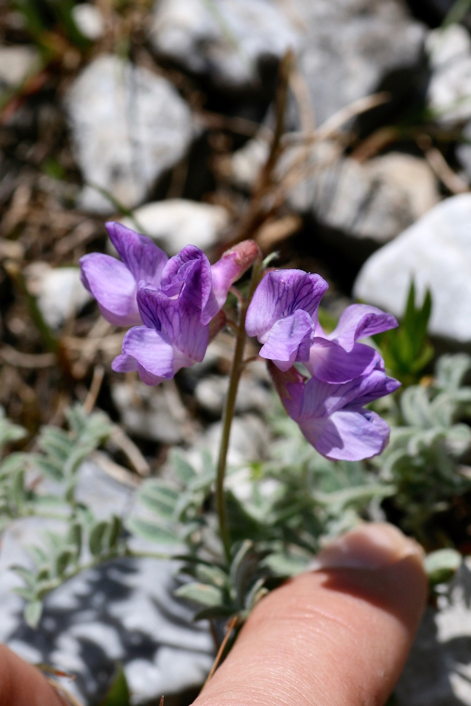 Изображение особи Vicia semenovii.