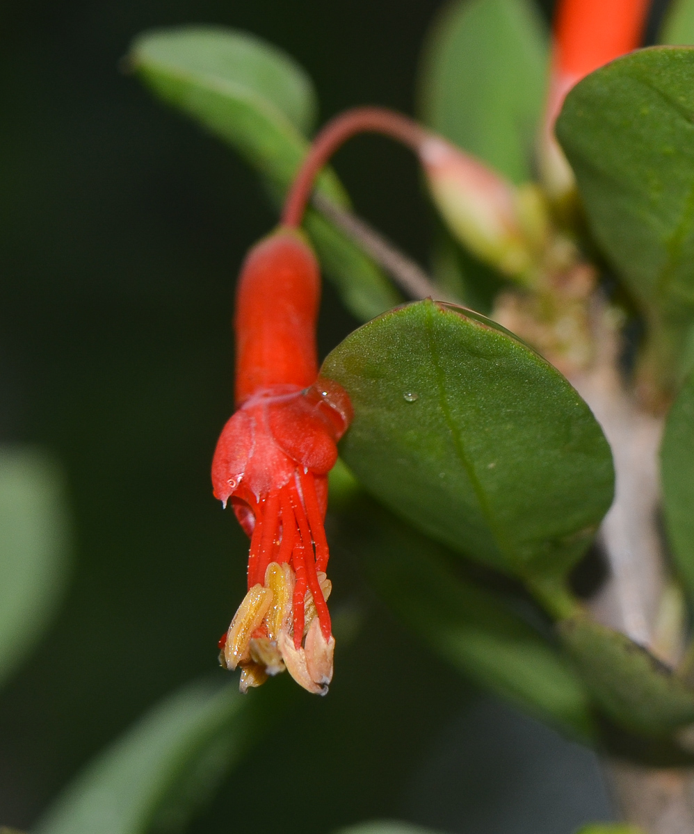 Image of Fouquieria diguetii specimen.