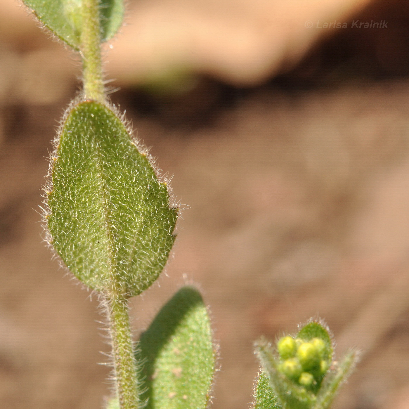 Image of Draba nemorosa specimen.