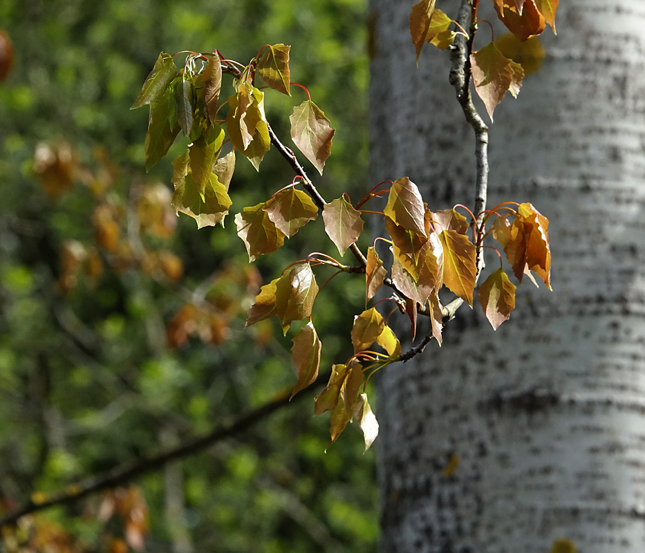 Image of Populus tremula specimen.