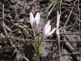 Crocus reticulatus