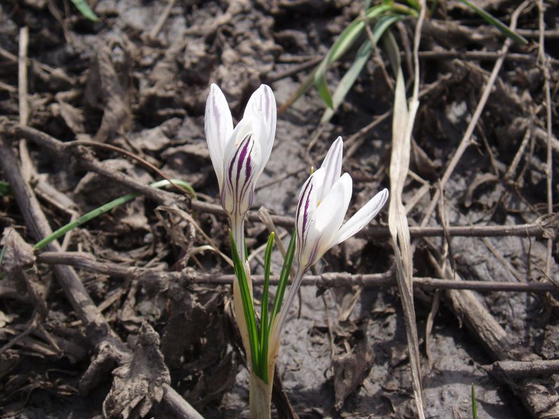 Изображение особи Crocus reticulatus.