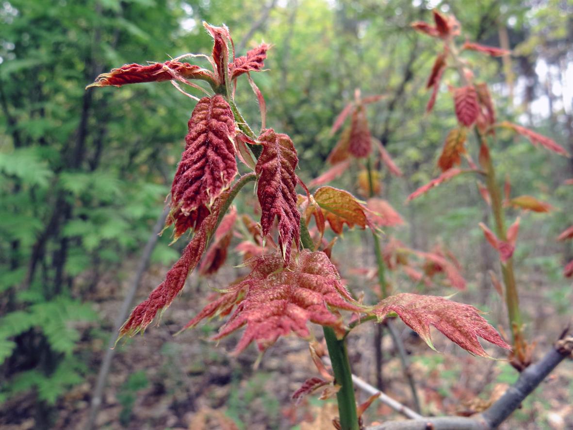 Изображение особи Quercus rubra.