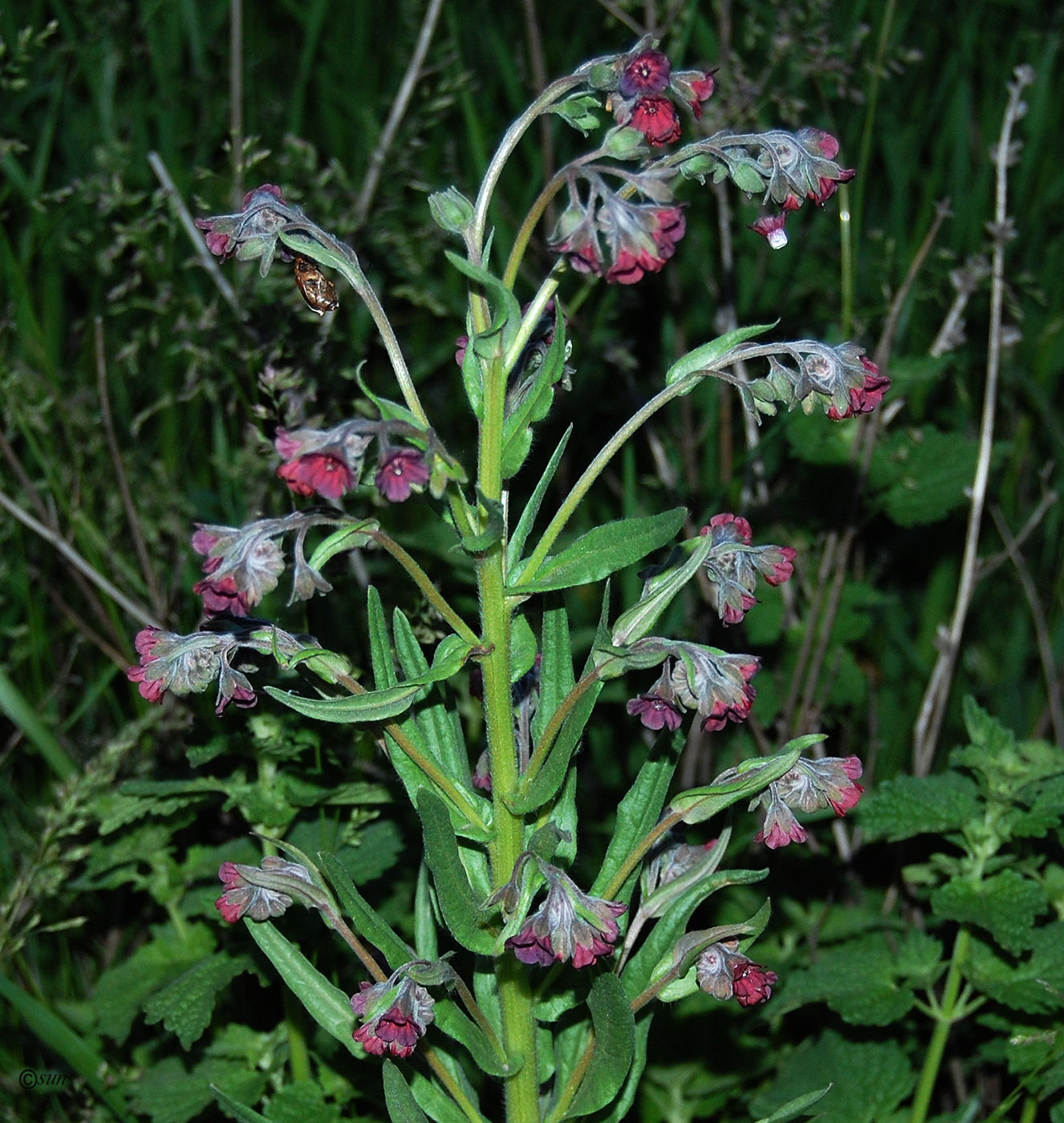 Изображение особи Cynoglossum officinale.