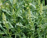 Reseda lutea. Верхушки побегов с соцветиями. Армения, г. Ереван, окр. отеля \"Сочи Палас\". 02.05.2017.