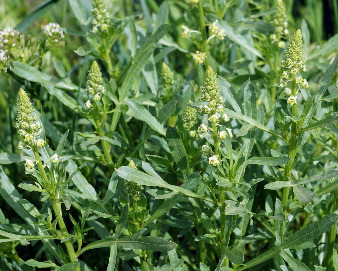 Image of Reseda lutea specimen.