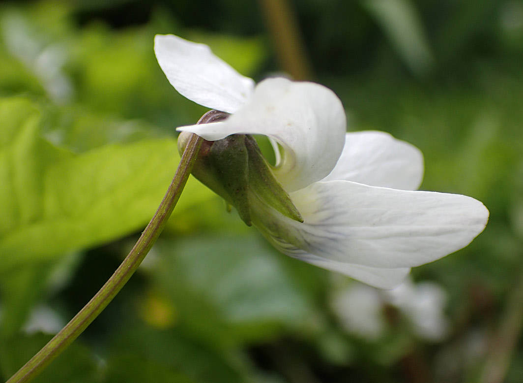 Image of Viola sororia specimen.