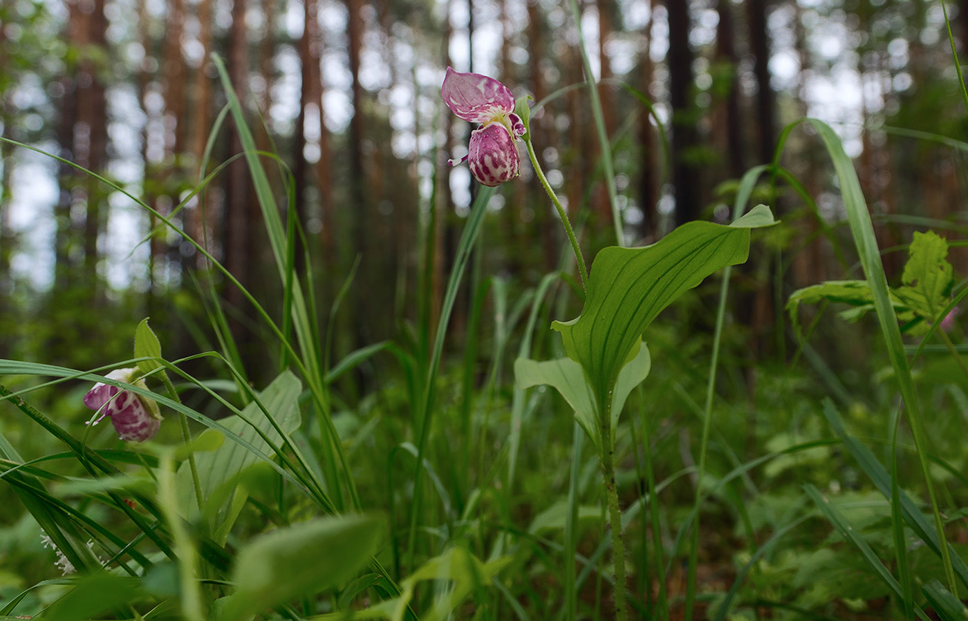 Image of Cypripedium guttatum specimen.