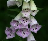 Digitalis purpurea. Цветки (слабоокрашенная форма). Московская обл., Раменский р-н, окр. дер. Хрипань, садовый участок. 30.06.2017.